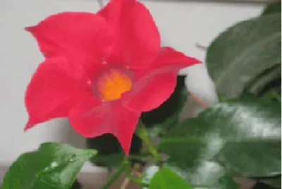 FLOR