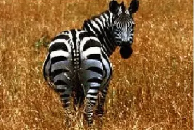 zebra