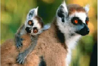 פאזל של animais