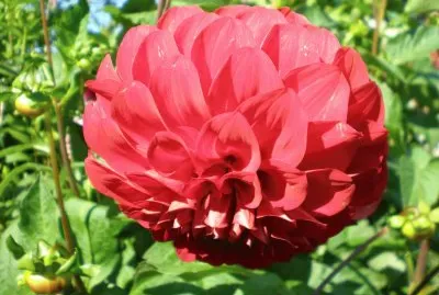 The perfect flower