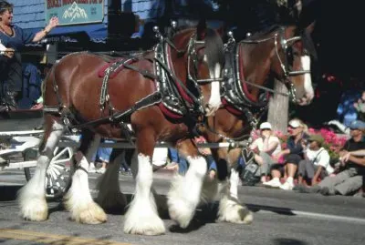 פאזל של Clydesdale Horses