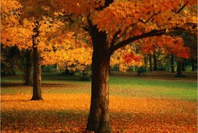 Autumn jigsaw puzzle