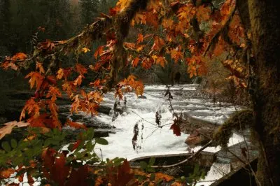 Pond on Vancouver Island, British Columbia, Canada