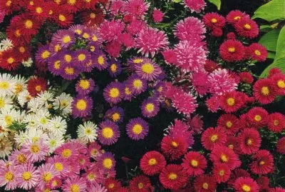 Asters