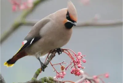 Birds