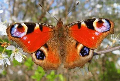 Butterfly jigsaw puzzle