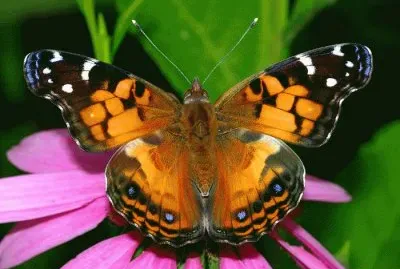 Butterfly jigsaw puzzle