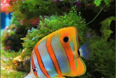 Great Barrier Reef jigsaw puzzle