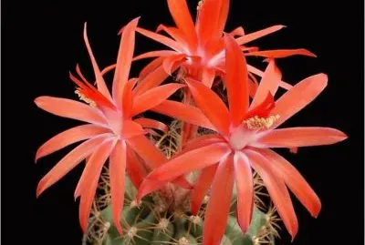 Cactus jigsaw puzzle