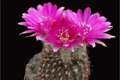 Cactus jigsaw puzzle