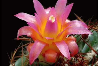 Cactus jigsaw puzzle