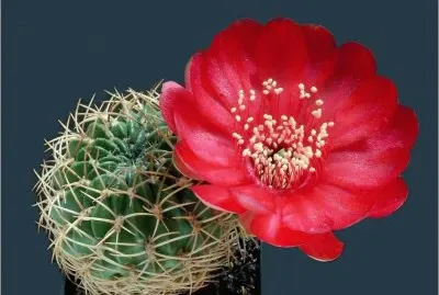 Cactus