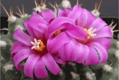 Cactus jigsaw puzzle