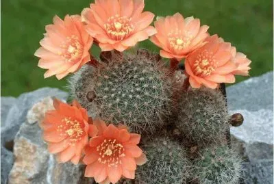 Cactus jigsaw puzzle