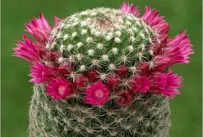 Cactus jigsaw puzzle