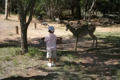 feeding the deer