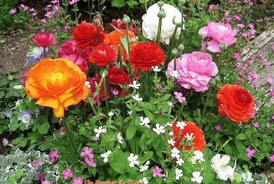 flores