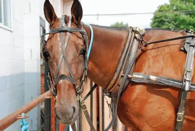Amish horse