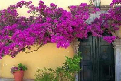 Bouganville in Greece