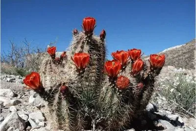 Cactus  Pico del Teide  Tenerife jigsaw puzzle