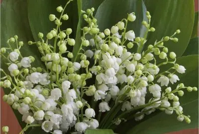 פאזל של Lilly of the Valley