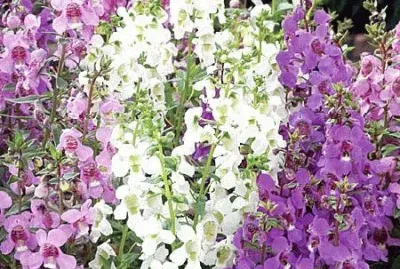 Angelonia Garden Flowers jigsaw puzzle