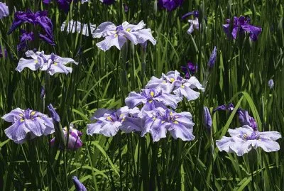 Purple Zen Garden jigsaw puzzle