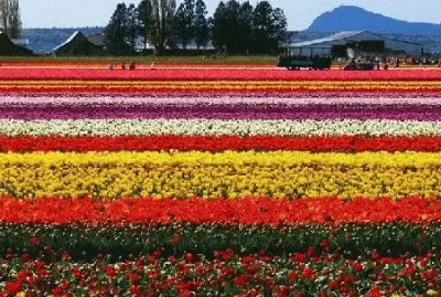 foto jigsaw puzzle