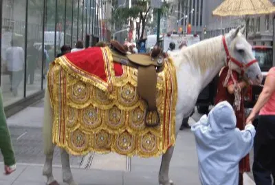 horse