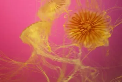 פאזל של jellyfish