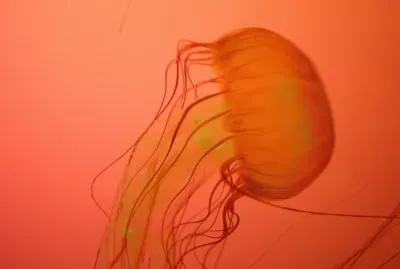 פאזל של jellyfish