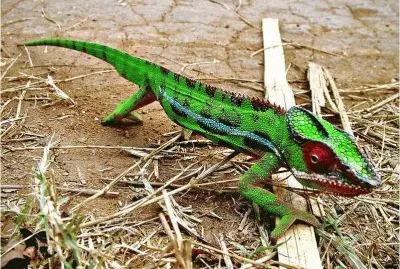 Iguana  Cental America