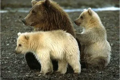 Bears in Alaska jigsaw puzzle