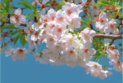 Springtime in Japan jigsaw puzzle