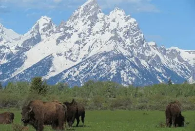 Grand Tetons