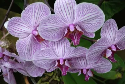 Orchids jigsaw puzzle