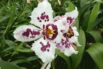 Orchids jigsaw puzzle