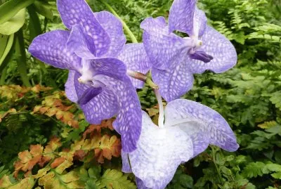 Orchids jigsaw puzzle