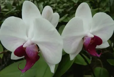 Orchids jigsaw puzzle