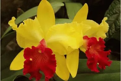 Orchids jigsaw puzzle