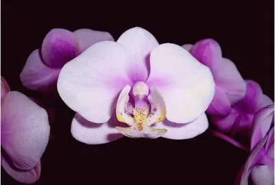 Orchids jigsaw puzzle
