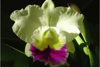 Orchids jigsaw puzzle