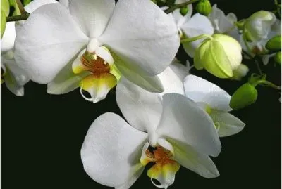 Orchids jigsaw puzzle