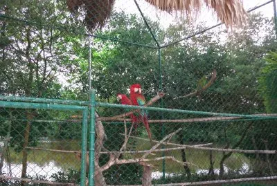 GUACAMAYAS