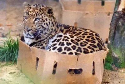 things jigsaw puzzle