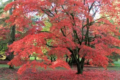 red leaves of autumn