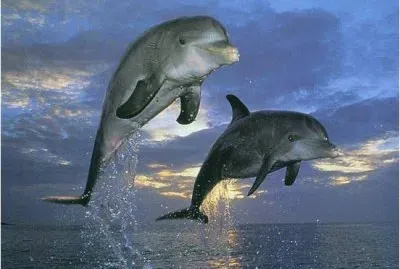 Dolphins jigsaw puzzle