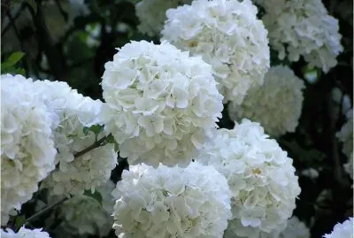 Flowers jigsaw puzzle