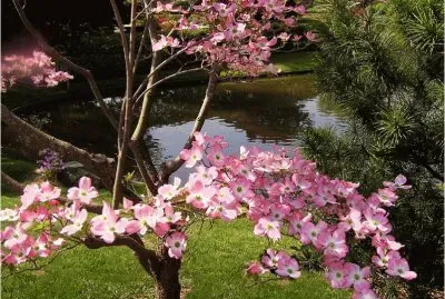 פאזל של Beautiful Blossom