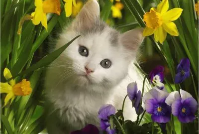 Young Cat jigsaw puzzle